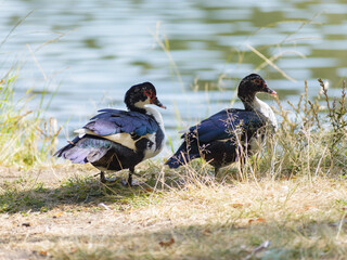 Two Muscovy ducks, with their distinctive plumage, rest peacefully by a calm lake's edge