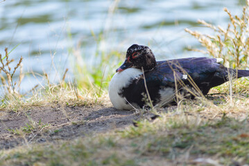 A Muscovy duck rests peacefully on the grassy bank of a calm body of water