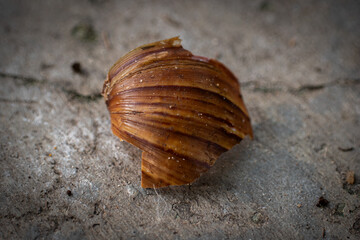 Broken Snail Shell on Cement Surface