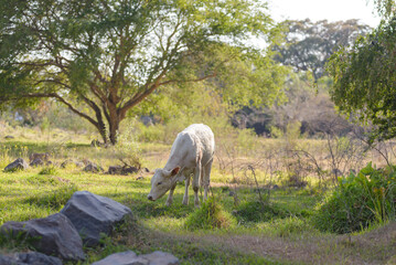 Naklejka premium A young, light-colored calf peacefully grazes in a sun-dappled pasture