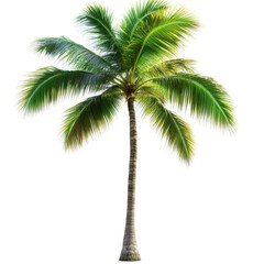 [Transparent Background PNG]Isolated Tropical Coconut Palm Tree