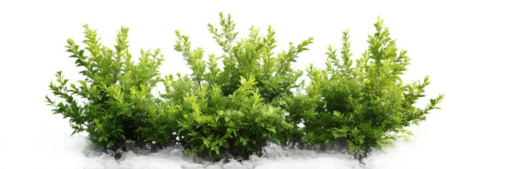 [Transparent Background PNG]Green Bushes Isolated on White Background