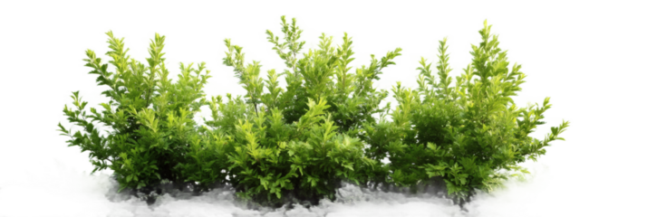 [Transparent Background PNG]Green Bushes Isolated on White Background