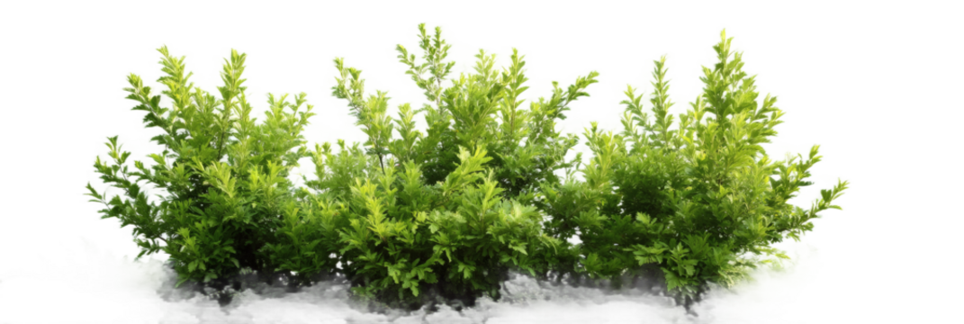 [Transparent Background PNG]Green Bushes Isolated on White Background