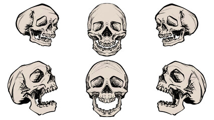 Human Skull 