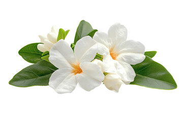 Naklejka premium [Transparent Background PNG]Beautiful White Flowers and Leaves Close-up