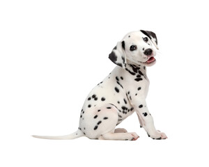 dalmatian puppy sitting white background
