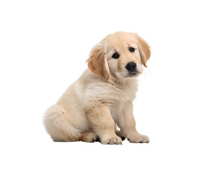 Fototapeta premium golden retriever puppy sitting studio photo