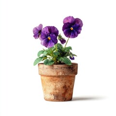 Three vibrant purple pansies bloom atop a small, rustic terracotta pot, set against a stark white background, casting a subtle shadow