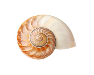 spiral seashell with ridged glossy surface