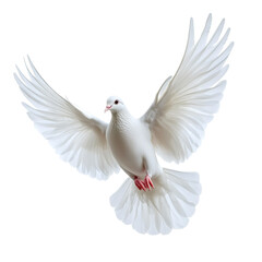 Obraz premium [Transparent Background PNG]White Dove in Flight Symbol of Peace