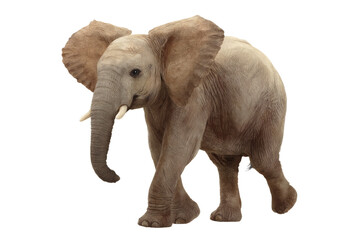 Fototapeta premium [Transparent Background PNG]African Elephant in Full Body Shot