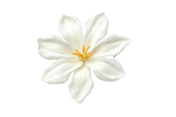 Fototapeta premium [Transparent Background PNG]Beautiful White Flower with Green Leaves