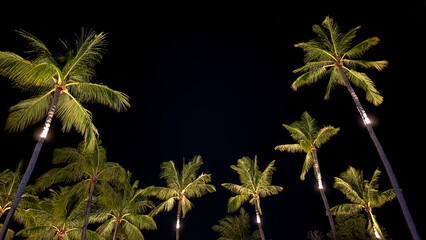 Coconut Trees Silhouetted Against the Night Sky, Gently Lit by a Street Light in the Background, Creating a Serene Tropical Evening Scene