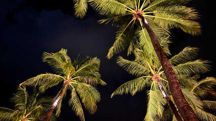 Coconut Trees Silhouetted Against the Night Sky, Gently Lit by a Street Light in the Background, Creating a Serene Tropical Evening Scene