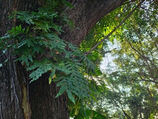 Drynaria quercifolia fern growing on a large tree