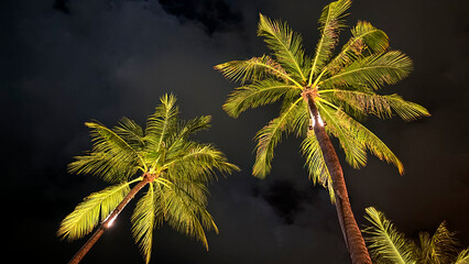 Coconut Trees Silhouetted Against the Night Sky, Gently Lit by a Street Light in the Background, Creating a Serene Tropical Evening Scene