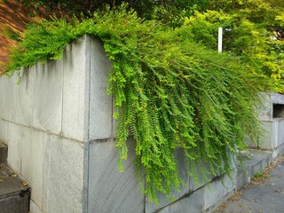 The Gray wall with green creeper plant, tiny green leaves