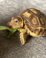 Baby Sulcata Tortoise Eating Fresh Greens
