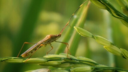 brown planthopper on a rice