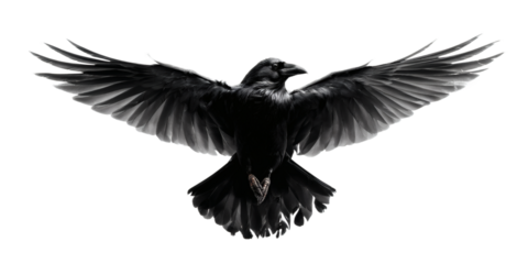 [Transparent Background PNG]Majestic Black Raven in Flight