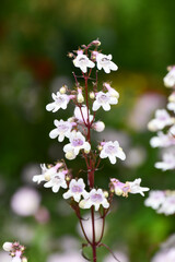 シロツリガネヤナギ　foxglove beardtongue