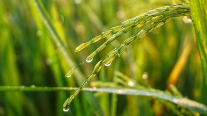 rice plants and morning dew