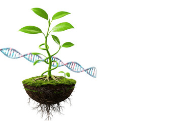Plant dna helix growth isolated on transparent background
