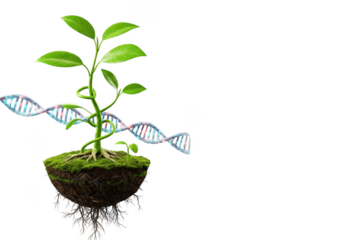 Plant dna helix growth isolated on transparent background