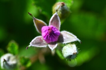 Rubus parvifolius flowers. Rosaceae deciduous creeping shrub. Beautiful pink five-petal flowers...
