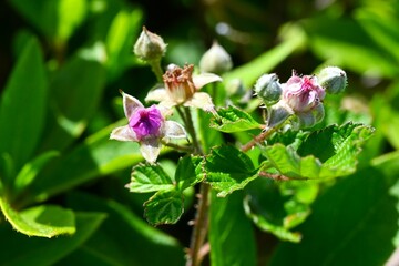 Fototapeta premium Rubus parvifolius flowers. Rosaceae deciduous creeping shrub. Beautiful pink five-petal flowers bloom in early summer.