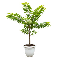 Obraz premium Cherimoya tree in pot isolated on transparent background