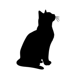 black cat on white background