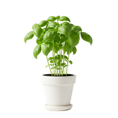 Fototapeta premium Fresh basil plant in pot top view isolated on transparent background