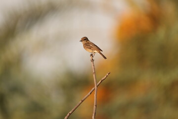 Tiny birds in jungle