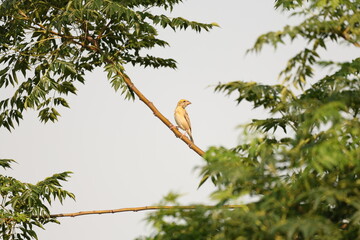 Tiny birds in jungle