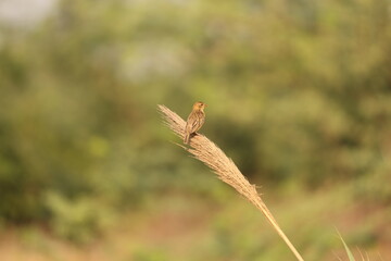Tiny birds in jungle