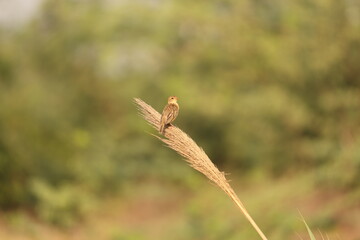 Tiny birds in jungle