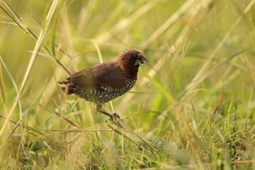 Scaly breasted Munia