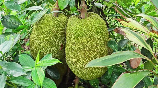 Fresh jackfruit in the garden