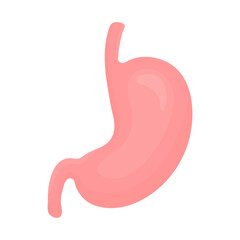 Stomach. Digestive system. Human organ