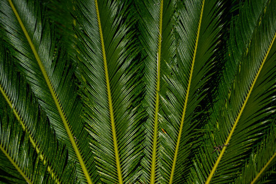 Palm leaves background. Green leaves wallpaper. Exotic jungle foliage. Leaves tropical greenery. Palm leaf closeup shot. Tropical leaf pattern. Palm leaves backdrop. Green palm background.