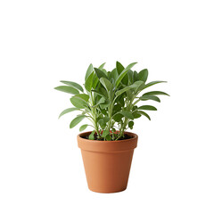 Sage plant in white pot isolated on transparent background