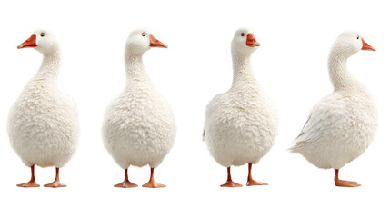 White Domestic Geese in Various Poses on a Transparent Background