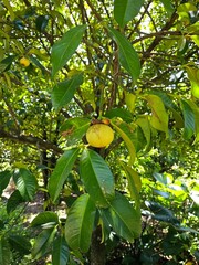 A young mangosteen fruit hanging from a tree branch, surrounded by glossy green leaves under bright sunlight.