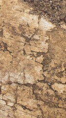 Vertical Abstract: Cracked and Eroding Earth or Stone Surface