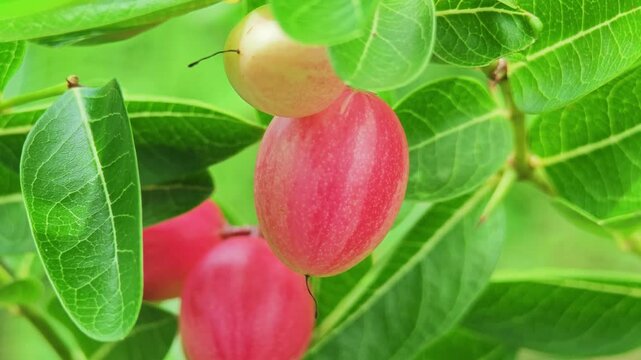 Carandas-plum