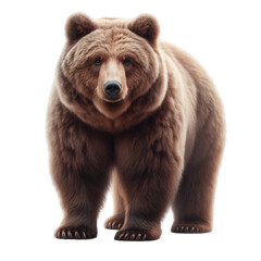 Obraz premium Realistic brown bear illustration isolated on transparent background isolated on white background
