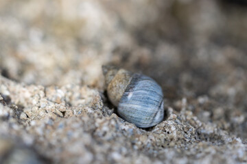 Echinolittorina hawaiiensis or Hawaiian Periwinkle is a marine gastropod mollusk in the family Littorinidae. Ko Olina Beach Park Honolulu Oahu Hawaii