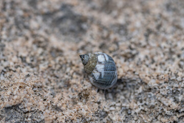 Echinolittorina hawaiiensis or Hawaiian Periwinkle is a marine gastropod mollusk in the family Littorinidae. Ko Olina Beach Park Honolulu Oahu Hawaii